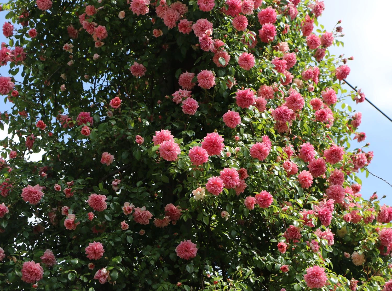 Ramblerrose 'Paul Noel' 8 Ramblerrose 'Paul Noel' – Bild 8