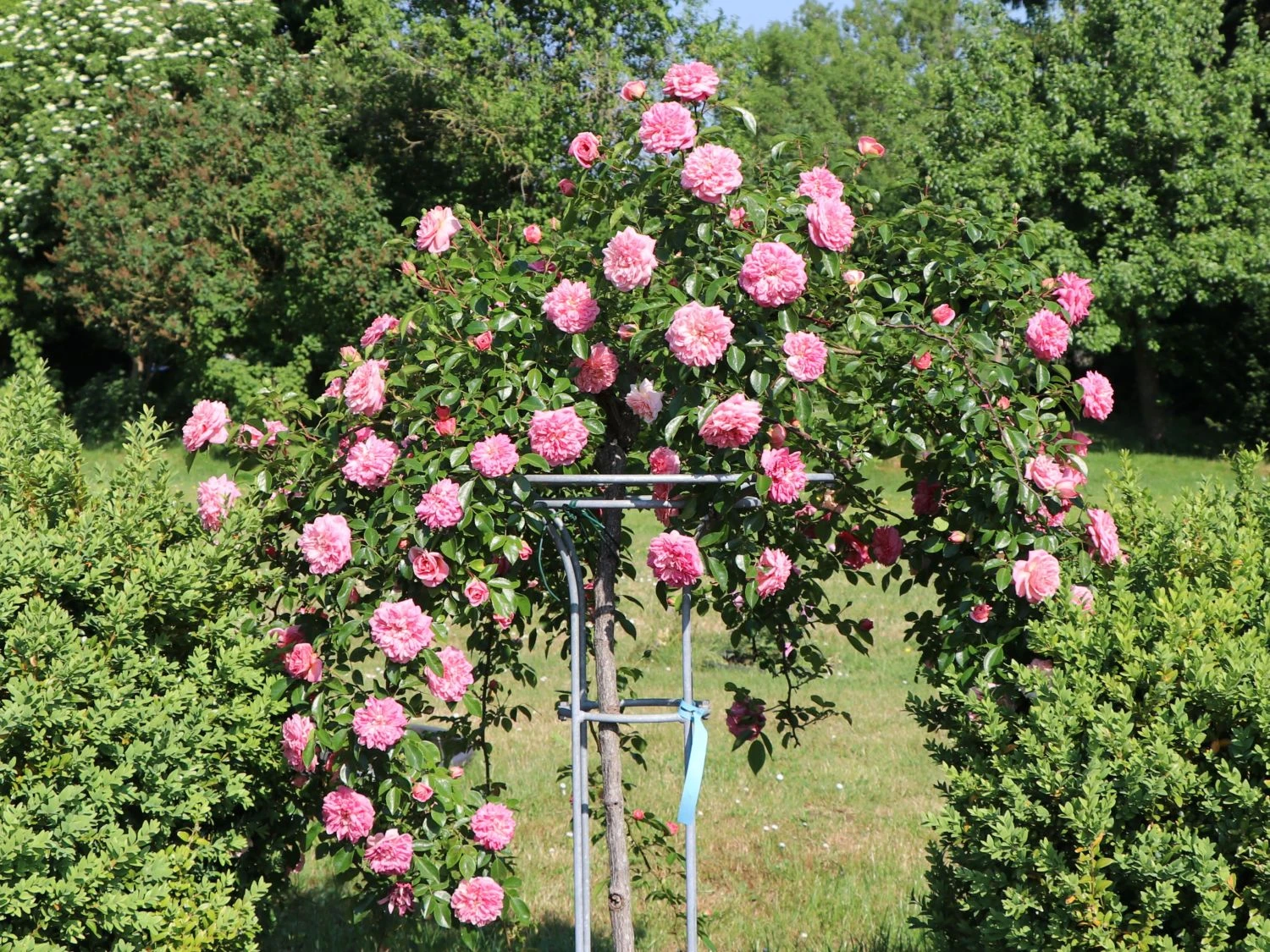 Ramblerrose 'Paul Noel' 4 Ramblerrose 'Paul Noel' – Bild 4