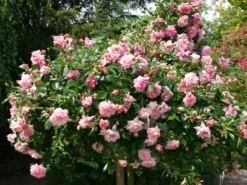 Ramblerrose 'Paul Noel' 15 Ramblerrose 'Paul Noel' -Deutschland Garten Funk Verkaufs-Shop ramblerrose paul noel m003540 w 2