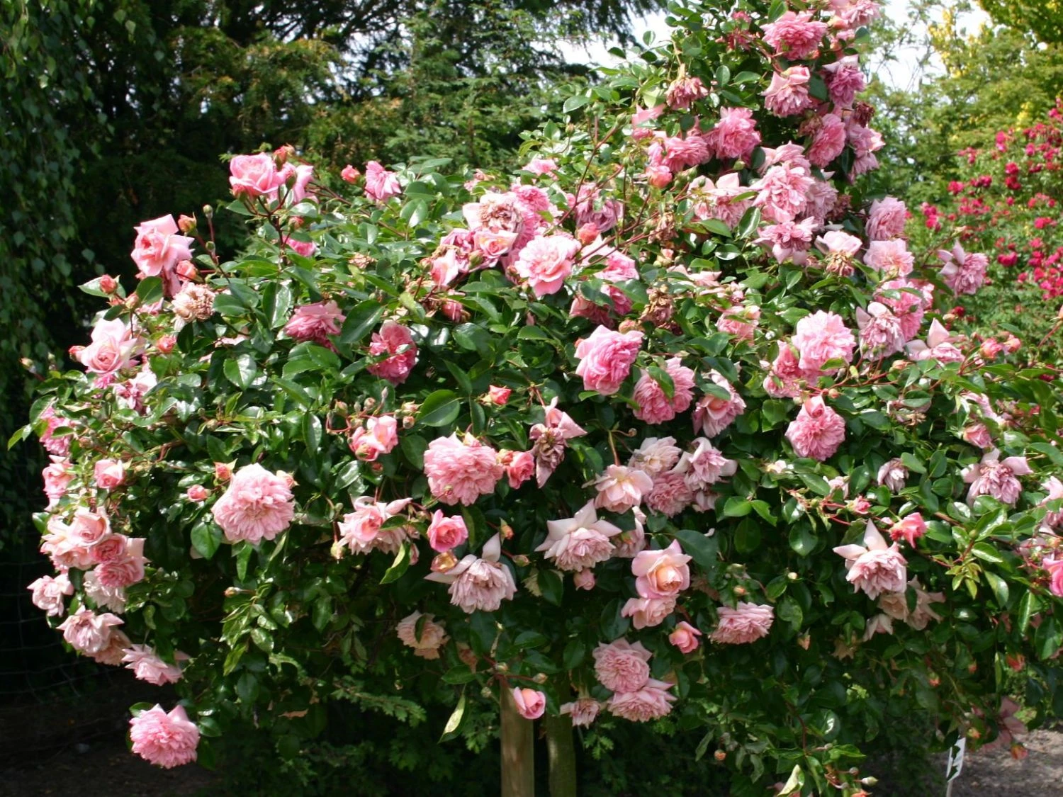 Ramblerrose 'Paul Noel' 7 Ramblerrose 'Paul Noel' – Bild 7