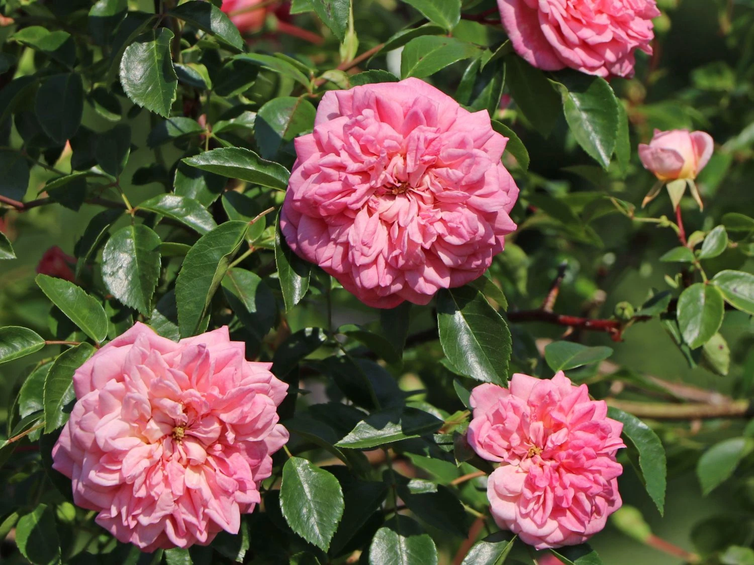 Ramblerrose 'Paul Noel' 3 Ramblerrose 'Paul Noel' – Bild 3