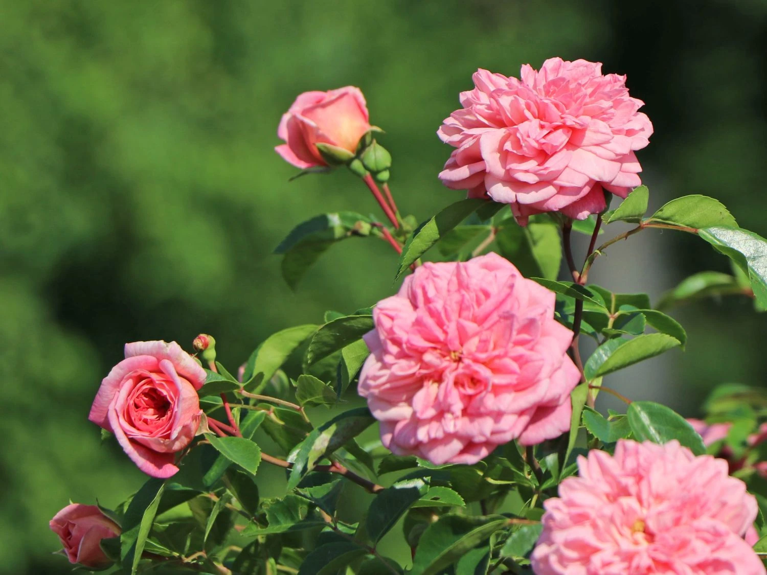 Ramblerrose 'Paul Noel' 5 Ramblerrose 'Paul Noel' – Bild 5