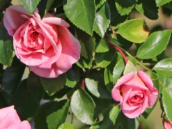 Ramblerrose 'Paul Noel' 14 Ramblerrose 'Paul Noel' -Deutschland Garten Funk Verkaufs-Shop ramblerrose paul noel m003540 w 5