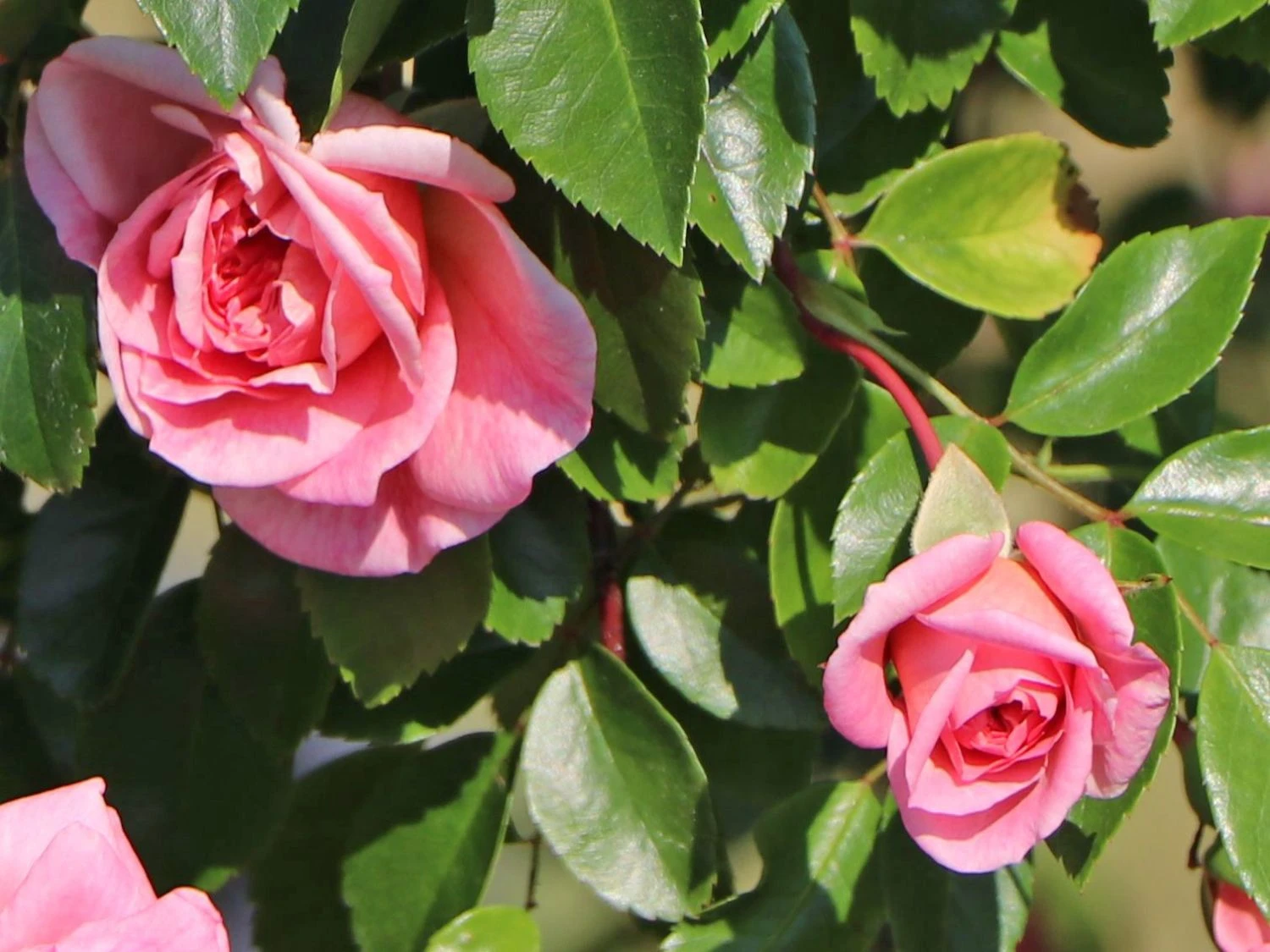 Ramblerrose 'Paul Noel' 6 Ramblerrose 'Paul Noel' – Bild 6