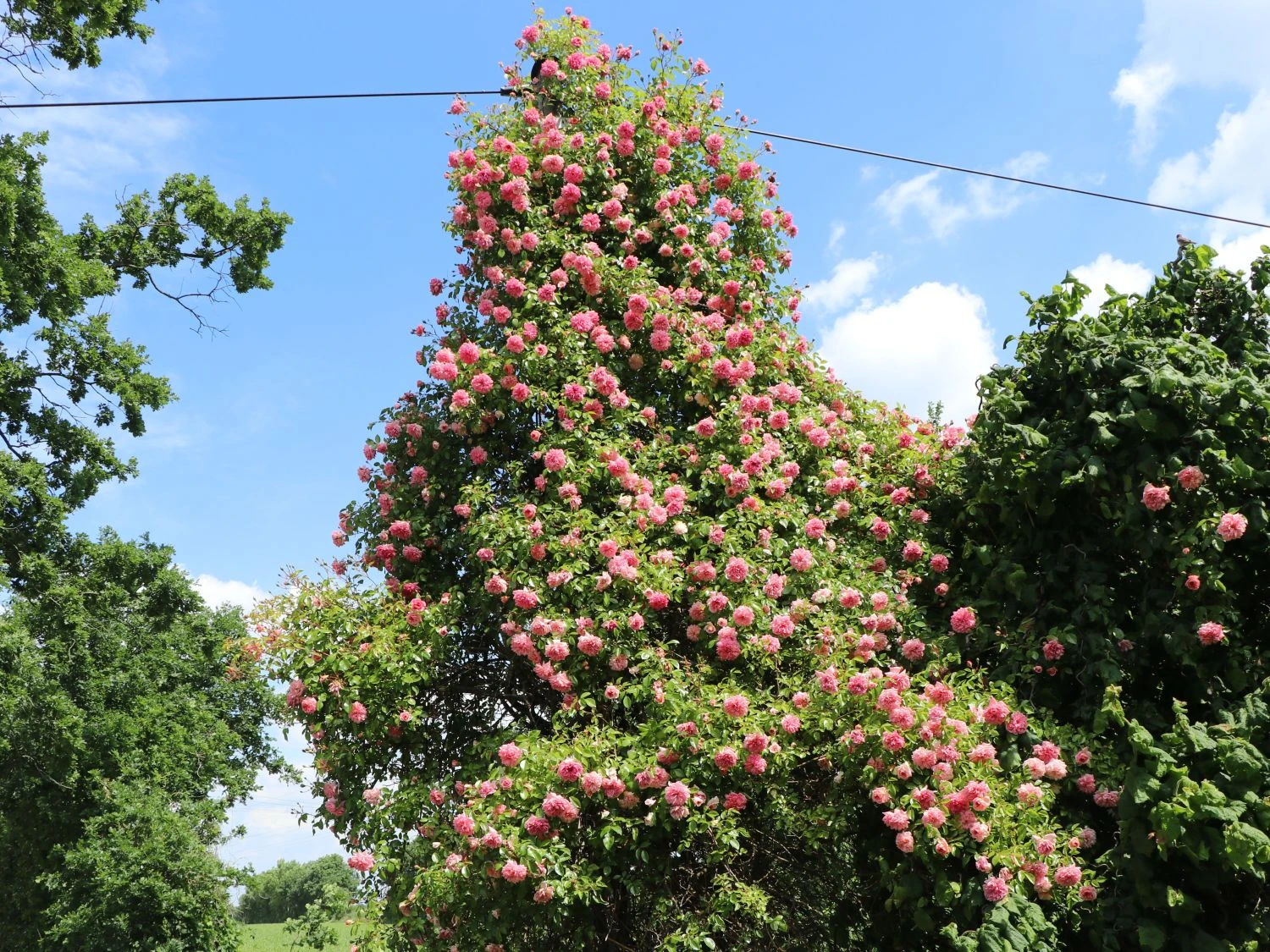 Ramblerrose 'Paul Noel' 2 Ramblerrose 'Paul Noel' – Bild 2