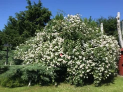 Ramblerrose 'Paul's Himalayan Musk Rambler' -Deutschland Garten Funk Verkaufs-Shop ramblerrose pauls himalayan musk rambler m002678 107758 0