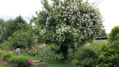 Ramblerrose 'Paul's Himalayan Musk Rambler' -Deutschland Garten Funk Verkaufs-Shop ramblerrose pauls himalayan musk rambler m002678 193676 0