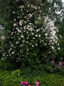 Ramblerrose 'Paul's Himalayan Musk Rambler' -Deutschland Garten Funk Verkaufs-Shop ramblerrose pauls himalayan musk rambler m002678 293142 0