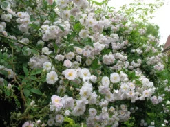 Ramblerrose 'Paul's Himalayan Musk Rambler' -Deutschland Garten Funk Verkaufs-Shop ramblerrose pauls himalayan musk rambler m002678 305255 0