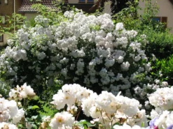 Ramblerrose 'Paul's Himalayan Musk Rambler' -Deutschland Garten Funk Verkaufs-Shop ramblerrose pauls himalayan musk rambler m002678 305255 1