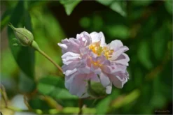 Ramblerrose 'Paul's Himalayan Musk Rambler' -Deutschland Garten Funk Verkaufs-Shop ramblerrose pauls himalayan musk rambler m002678 858983 0