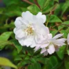 Ramblerrose 'Paul's Himalayan Musk Rambler'