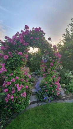 Ramblerrose 'Perennial Blue' -Deutschland Garten Funk Verkaufs-Shop ramblerrose perennial blue m054838 193676 0