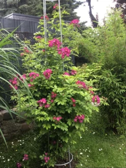 Ramblerrose 'Perennial Blue' -Deutschland Garten Funk Verkaufs-Shop ramblerrose perennial blue m054838 511463 0