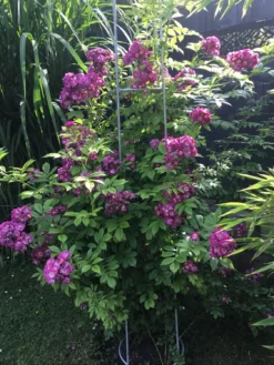 Ramblerrose 'Perennial Blue' -Deutschland Garten Funk Verkaufs-Shop ramblerrose perennial blue m054838 511463 1