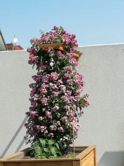 Ramblerrose 'Perennial Blue' -Deutschland Garten Funk Verkaufs-Shop ramblerrose perennial blue m054838 841278 0