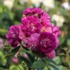 Ramblerrose 'Perennial Blue'