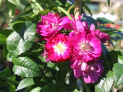 Ramblerrose 'Perennial Blue' -Deutschland Garten Funk Verkaufs-Shop ramblerrose perennial blue m054838 w 0 1