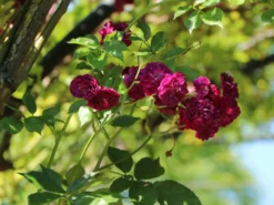 Ramblerrose 'Perennial Blue' -Deutschland Garten Funk Verkaufs-Shop ramblerrose perennial blue m054838 w 0