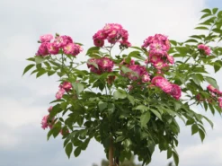 Ramblerrose 'Perennial Blue' -Deutschland Garten Funk Verkaufs-Shop ramblerrose perennial blue m054838 w 1 1