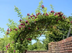 Ramblerrose 'Perennial Blue' -Deutschland Garten Funk Verkaufs-Shop ramblerrose perennial blue m054838 w 1