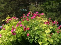 Ramblerrose 'Perennial Blue' -Deutschland Garten Funk Verkaufs-Shop ramblerrose perennial blue m054838 w 2 1