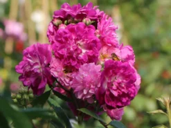 Ramblerrose 'Perennial Blue' -Deutschland Garten Funk Verkaufs-Shop ramblerrose perennial blue m054838 w 3 1