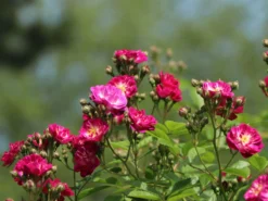 Ramblerrose 'Perennial Blue' -Deutschland Garten Funk Verkaufs-Shop ramblerrose perennial blue m054838 w 3
