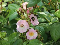Ramblerrose 'Perennial Blush' -Deutschland Garten Funk Verkaufs-Shop ramblerrose perennial blush m054840 w 0 1