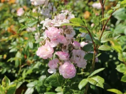 Ramblerrose 'Perennial Blush' -Deutschland Garten Funk Verkaufs-Shop ramblerrose perennial blush m054840 w 2