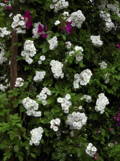 Ramblerrose 'Perennial Blush' -Deutschland Garten Funk Verkaufs-Shop ramblerrose perennial blush m054840 w 3 1