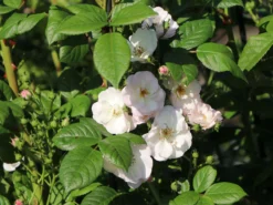 Ramblerrose 'Perennial Blush' -Deutschland Garten Funk Verkaufs-Shop ramblerrose perennial blush m054840 w 3