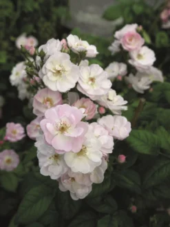 Ramblerrose 'Perennial Blush' -Deutschland Garten Funk Verkaufs-Shop ramblerrose perennial blush m054840 w 4