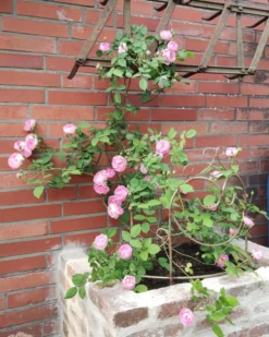 Ramblerrose 'Raubritter' 25 Ramblerrose 'Raubritter' -Deutschland Garten Funk Verkaufs-Shop ramblerrose raubritter m002692 1148033 0