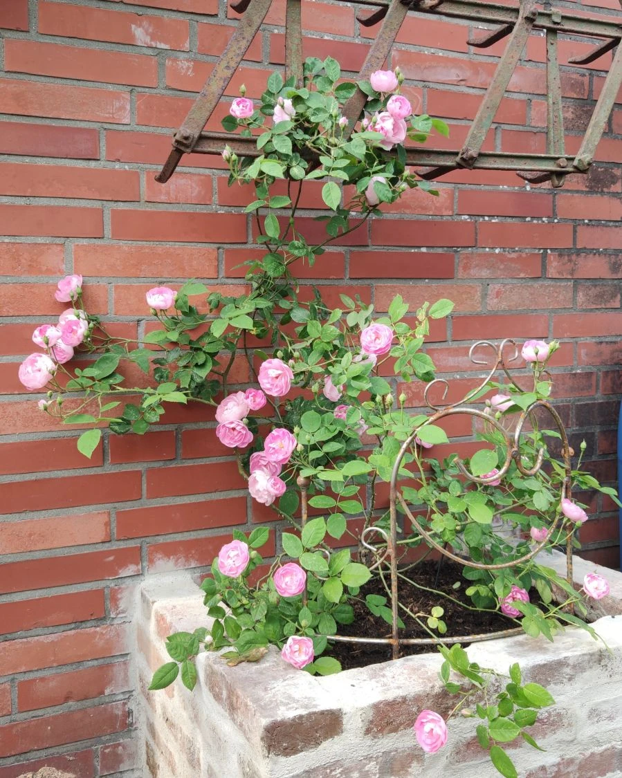 Ramblerrose 'Raubritter' 12 Ramblerrose 'Raubritter' – Bild 12