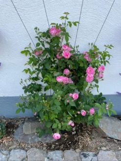 Ramblerrose 'Raubritter' 24 Ramblerrose 'Raubritter' -Deutschland Garten Funk Verkaufs-Shop ramblerrose raubritter m002692 1468974 0