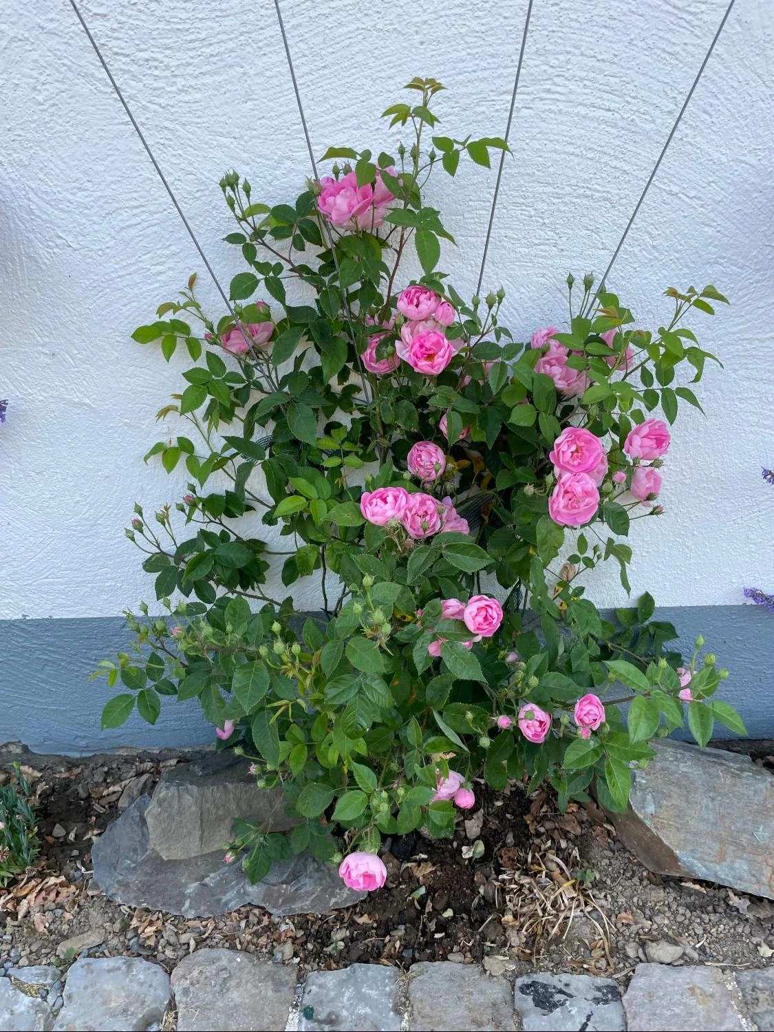 Ramblerrose 'Raubritter' 11 Ramblerrose 'Raubritter' – Bild 11