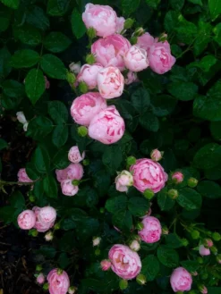 Ramblerrose 'Raubritter' 27 Ramblerrose 'Raubritter' -Deutschland Garten Funk Verkaufs-Shop ramblerrose raubritter m002692 420086 0