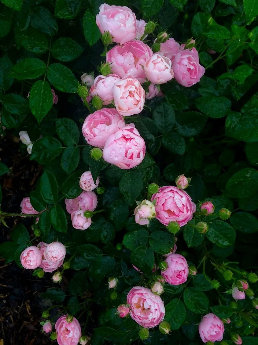 Ramblerrose 'Raubritter' 14 Ramblerrose 'Raubritter' – Bild 14