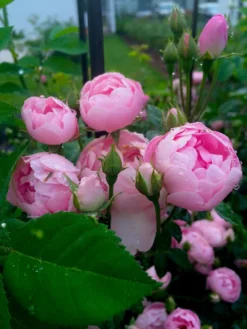 Ramblerrose 'Raubritter' 26 Ramblerrose 'Raubritter' -Deutschland Garten Funk Verkaufs-Shop ramblerrose raubritter m002692 420086 1