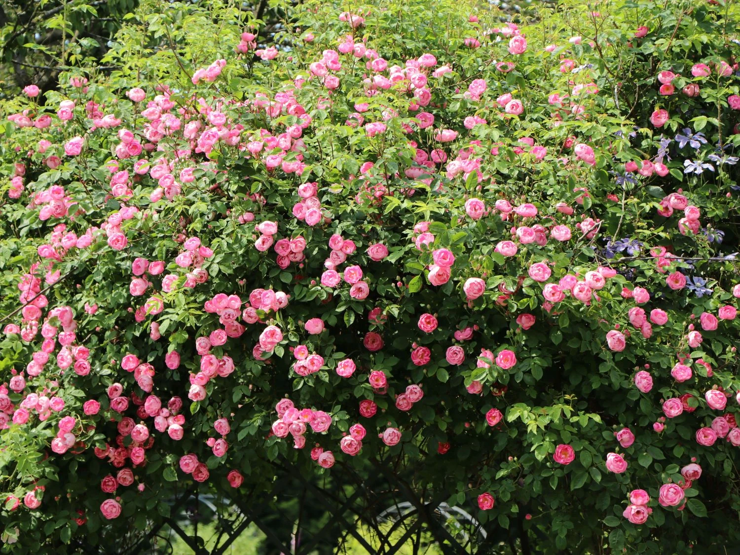 Ramblerrose 'Raubritter' 5 Ramblerrose 'Raubritter' – Bild 5