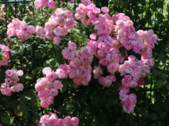 Ramblerrose 'Raubritter' 20 Ramblerrose 'Raubritter' -Deutschland Garten Funk Verkaufs-Shop ramblerrose raubritter m002692 w 2