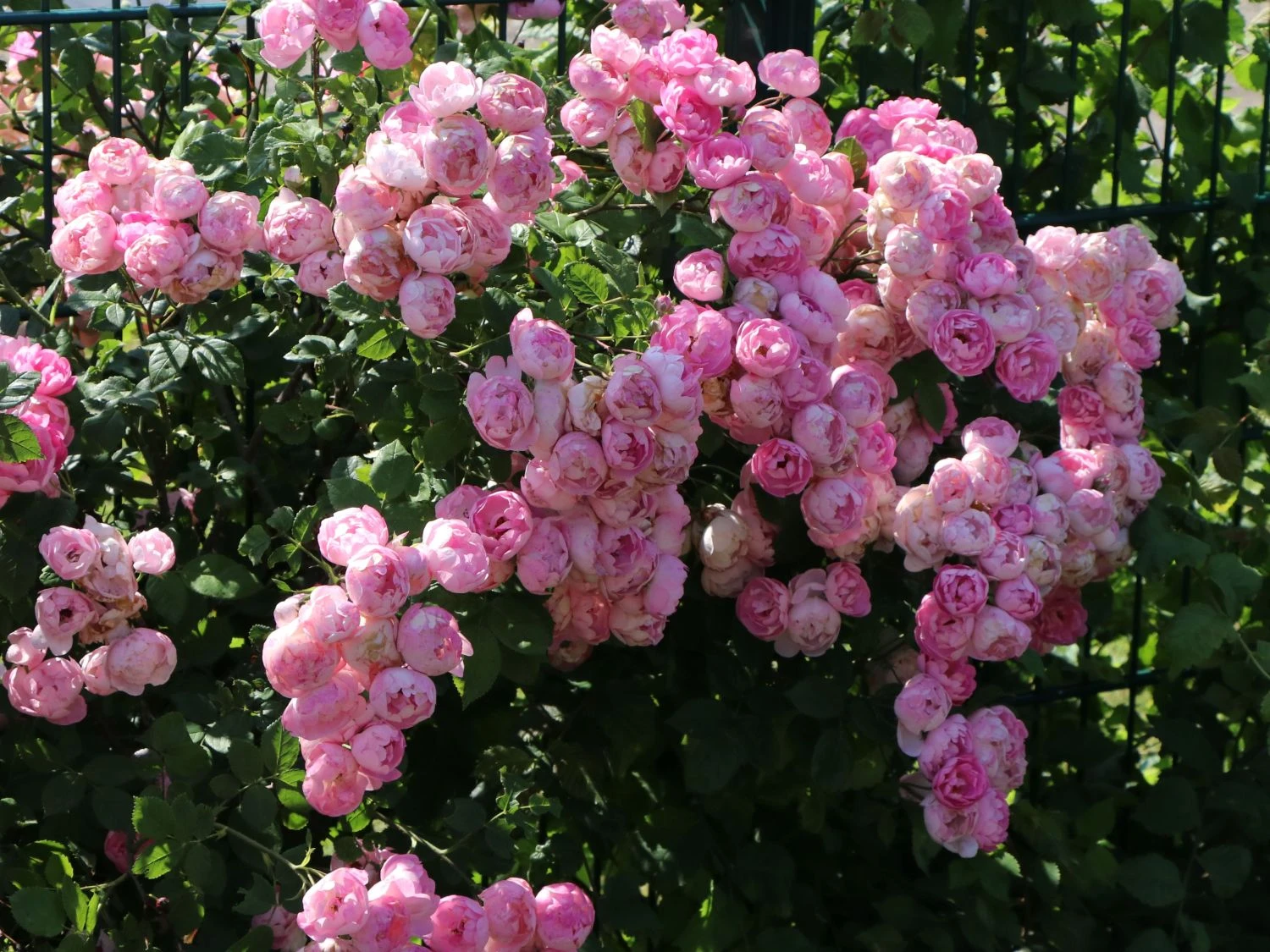 Ramblerrose 'Raubritter' 7 Ramblerrose 'Raubritter' – Bild 7