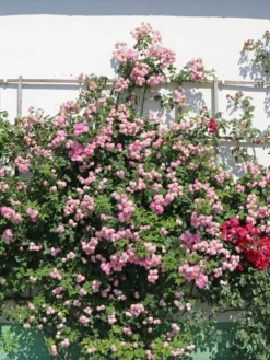 Ramblerrose 'Raubritter' 19 Ramblerrose 'Raubritter' -Deutschland Garten Funk Verkaufs-Shop ramblerrose raubritter m002692 w 3