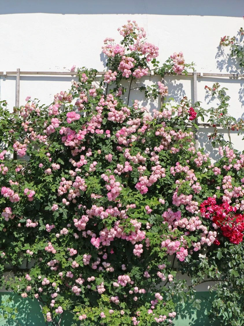 Ramblerrose 'Raubritter' 6 Ramblerrose 'Raubritter' – Bild 6