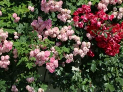 Ramblerrose 'Raubritter' 21 Ramblerrose 'Raubritter' -Deutschland Garten Funk Verkaufs-Shop ramblerrose raubritter m002692 w 4