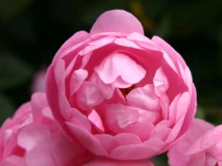 Ramblerrose 'Raubritter' 23 Ramblerrose 'Raubritter' -Deutschland Garten Funk Verkaufs-Shop ramblerrose raubritter m002692 w 5