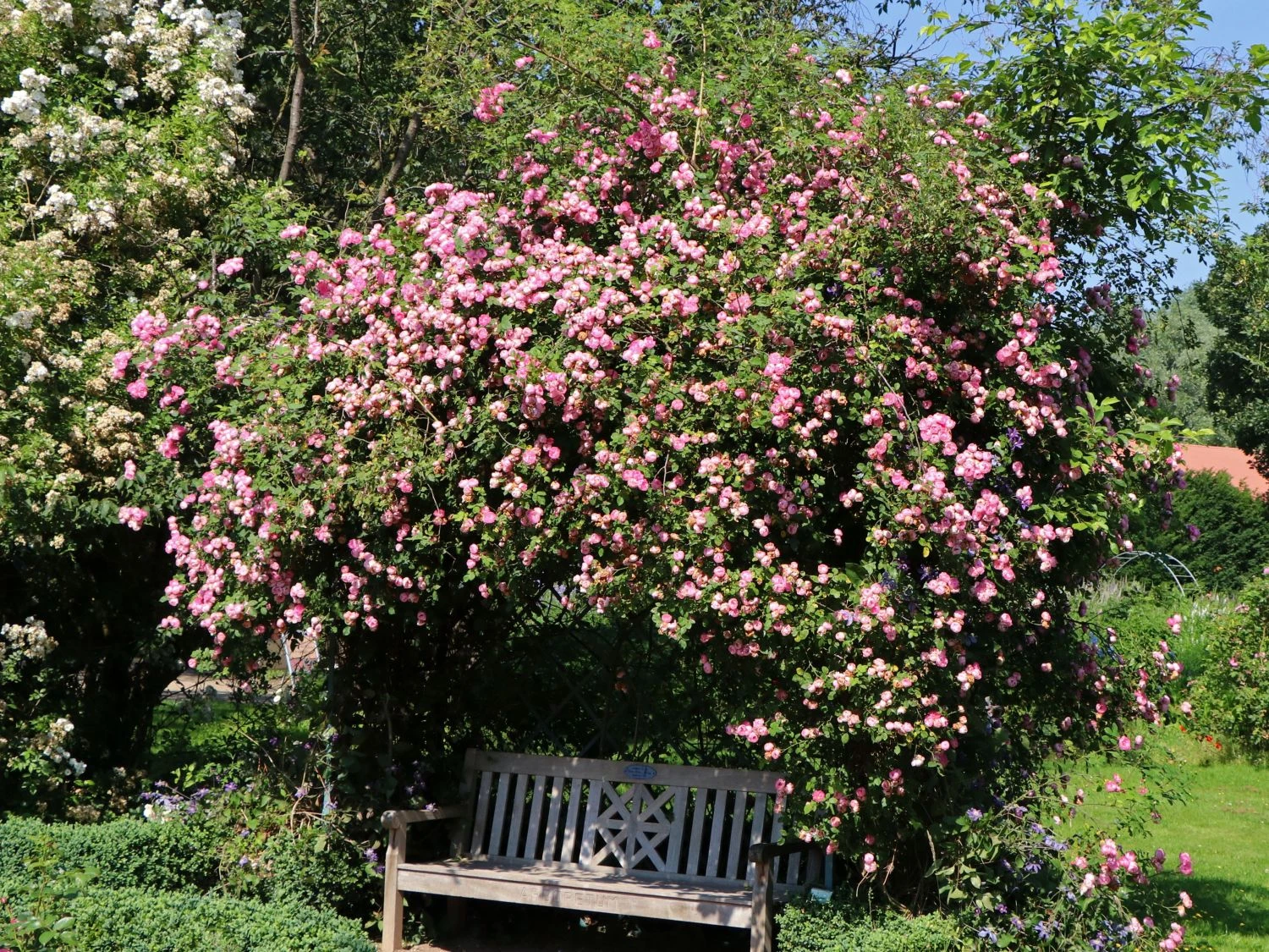 Ramblerrose 'Raubritter' 2 Ramblerrose 'Raubritter' – Bild 2