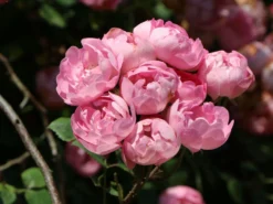 Ramblerrose 'Raubritter' 17 Ramblerrose 'Raubritter' -Deutschland Garten Funk Verkaufs-Shop ramblerrose raubritter m002692 w 7