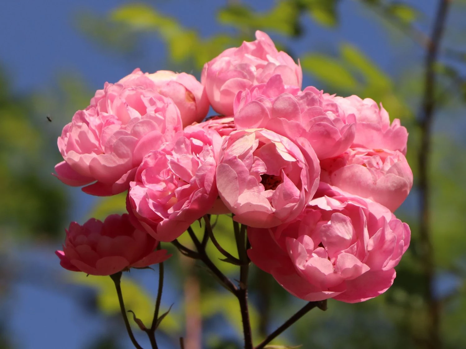 Ramblerrose 'Raubritter' 3 Ramblerrose 'Raubritter' – Bild 3